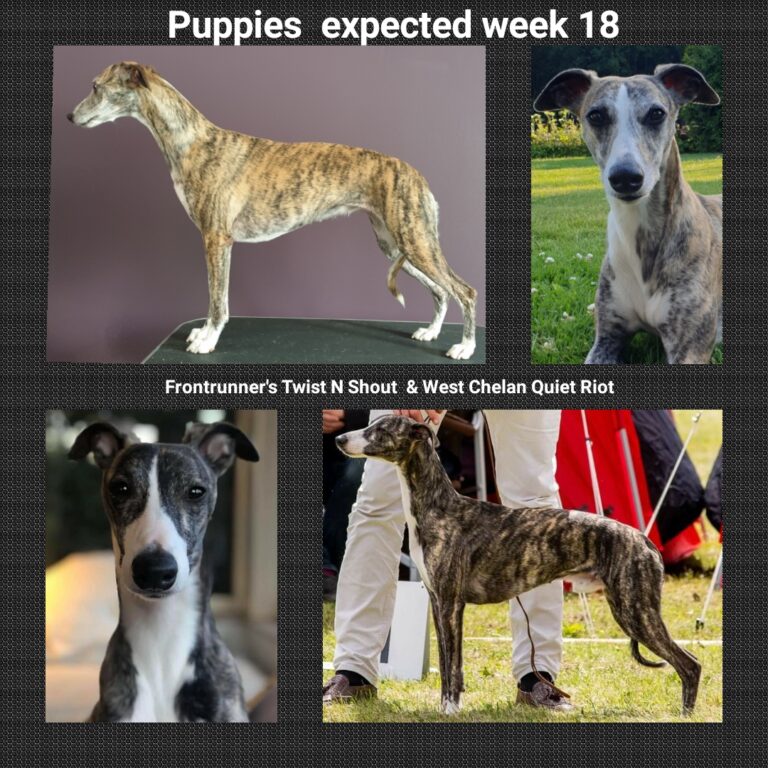 Puppies expected week 18